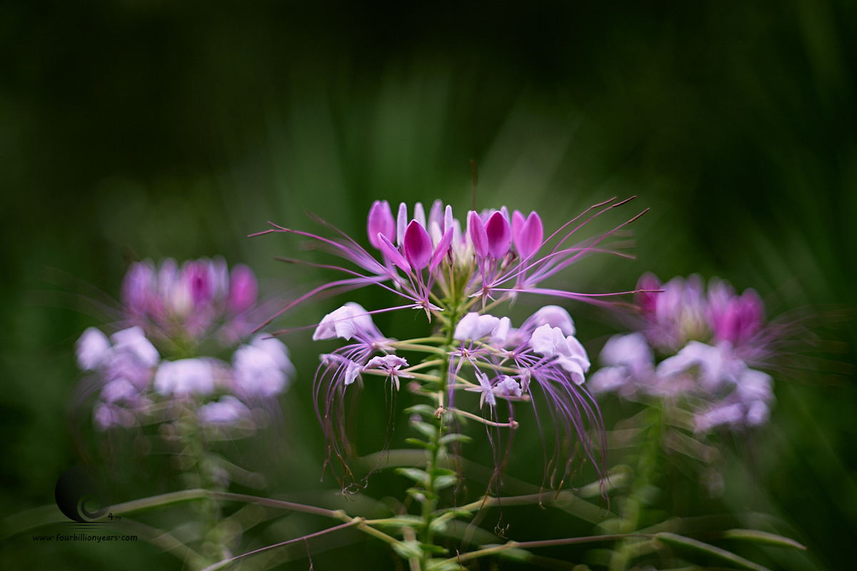 Fujinon EBC 50mm f/1.4 – A stroll in the woods – Four Billion Years